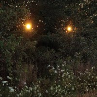 Like Rats - 2010 [7-inch]