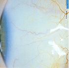 Minus - Halldor Laxness (Cover Artwork)