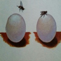 Royal Wedding - Dry Lagoons