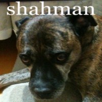 Shahman - Who Am I? [7-inch] (Cover Artwork)