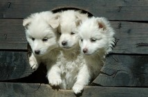 War Pigs: "Cerberus," "Degeneration"