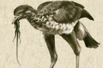 Prehistoric bird species named after Lucero