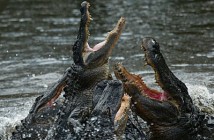 Tegan and Sara: "Alligator"