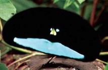 Don Giovanni Records signs Byrds of Paradise