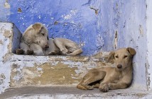 Street Dogs (Europe)