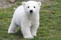 Knut announces "Wonder"