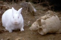 Relapse Records signs Rabbits