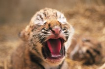 F*cked Up: 'Year of the Tiger'