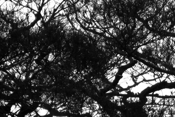 Demo released by Cloak of Organs (members of Wovenhand, Planes Mistaken for Stars, The Nervous)