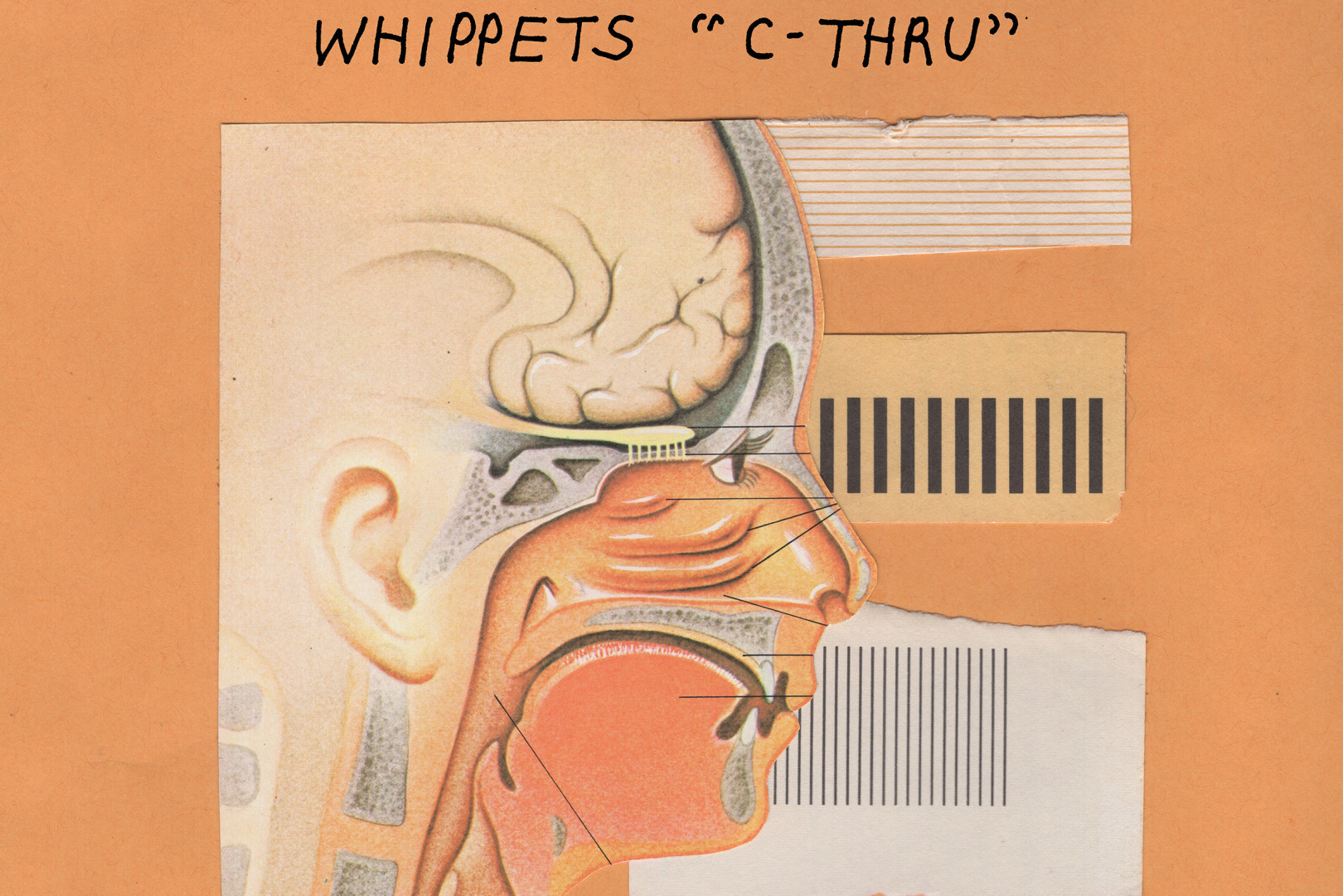 Whippets and Vacation to release split 7-inch