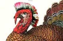 Happy Thanksgiving!